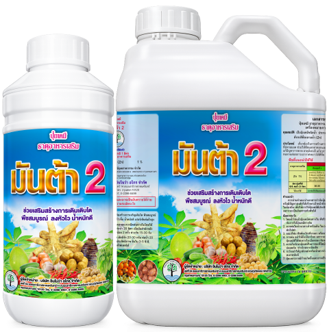 Read more about the article มันต้า 2 – ต้นไม้แก้ว